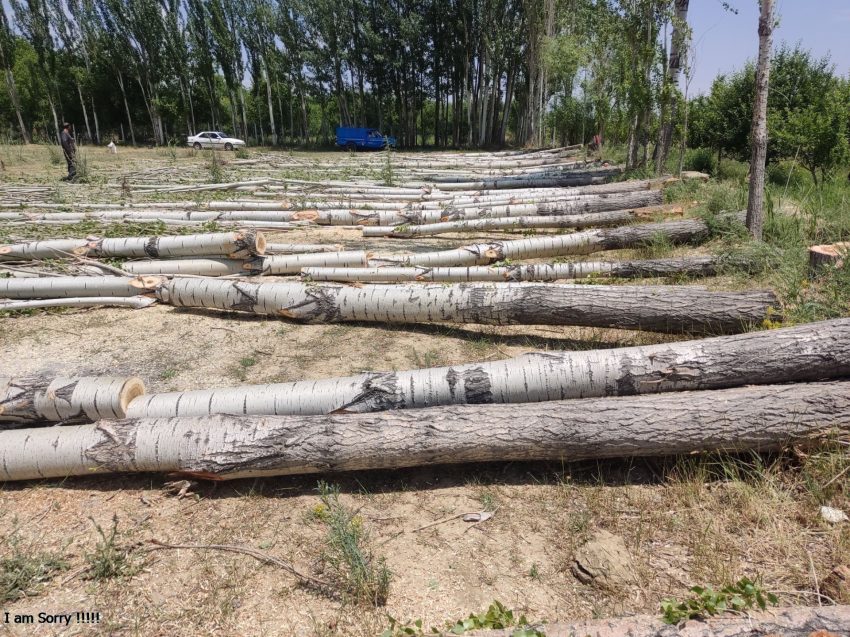 چوب صنوبر ساختمانی: سبک، ارزان و مناسب برای قالب‌بندی بتن در پروژه‌های عمرانی و ساختمانی.